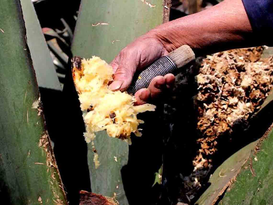 festival-cultural-del-maguey-pulquero-cerca-cdmx-03