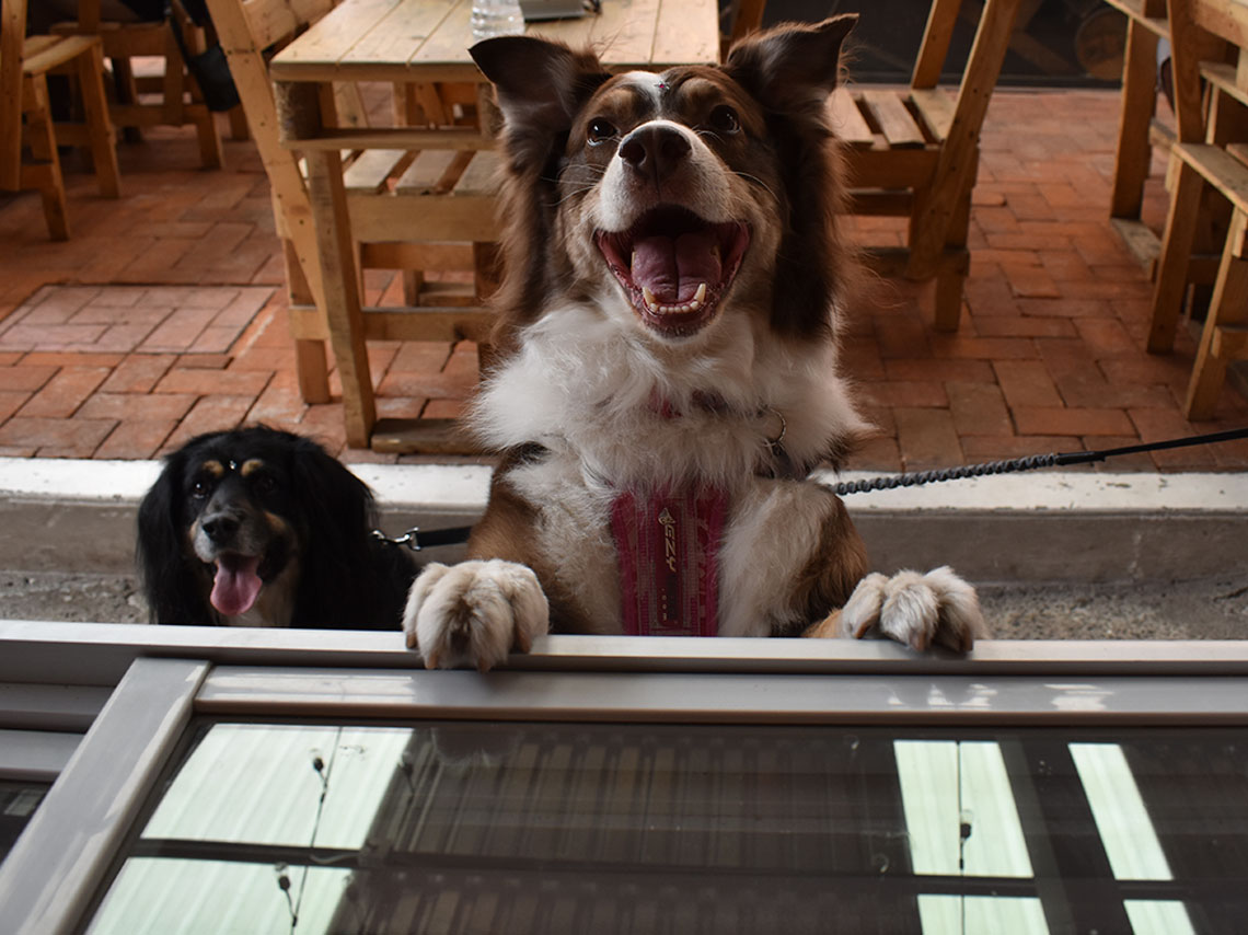 helado-perros-don-paletto-saludable-01