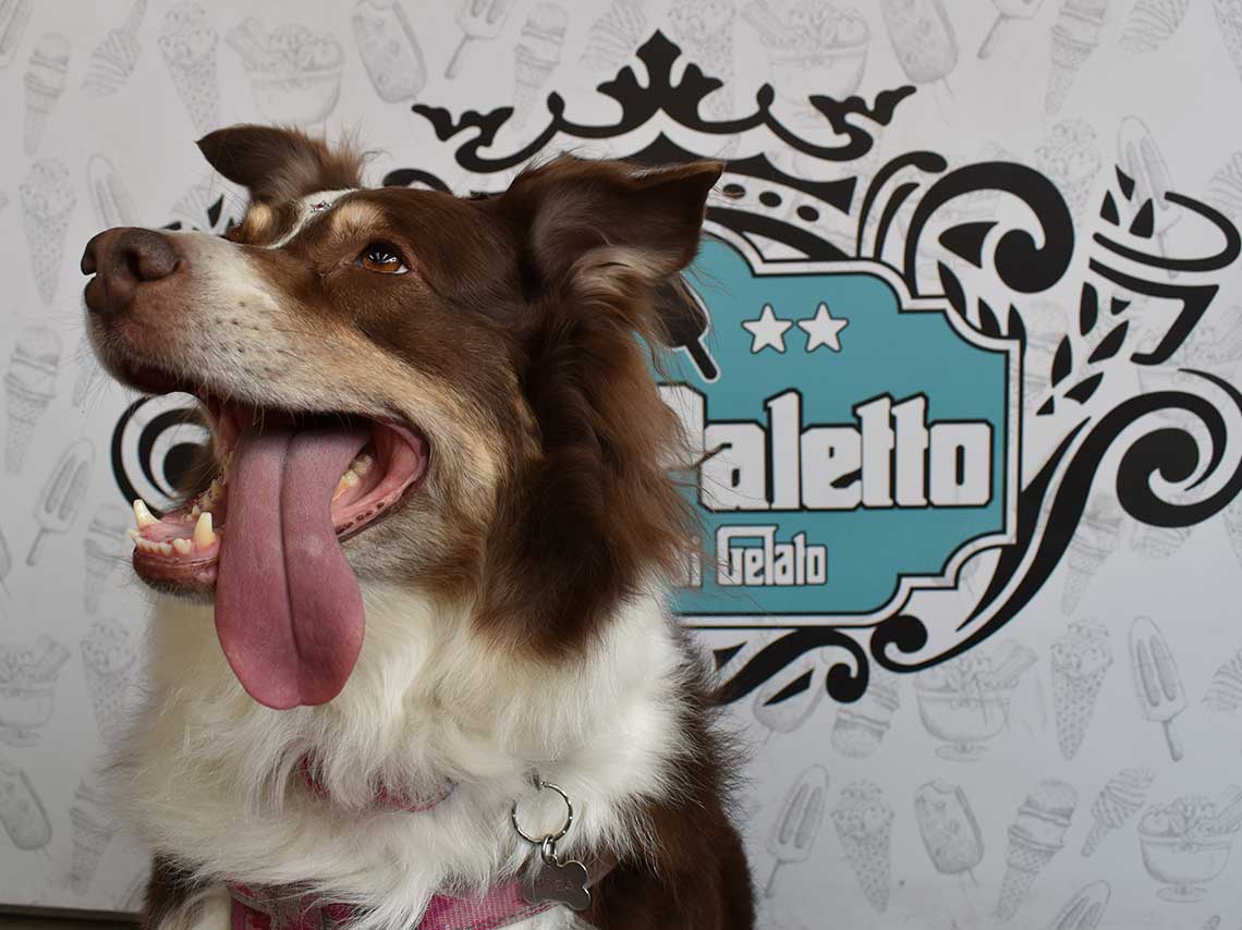 Helado para perros en CDMX: ¡Don Paletto y su toque perrón! 0