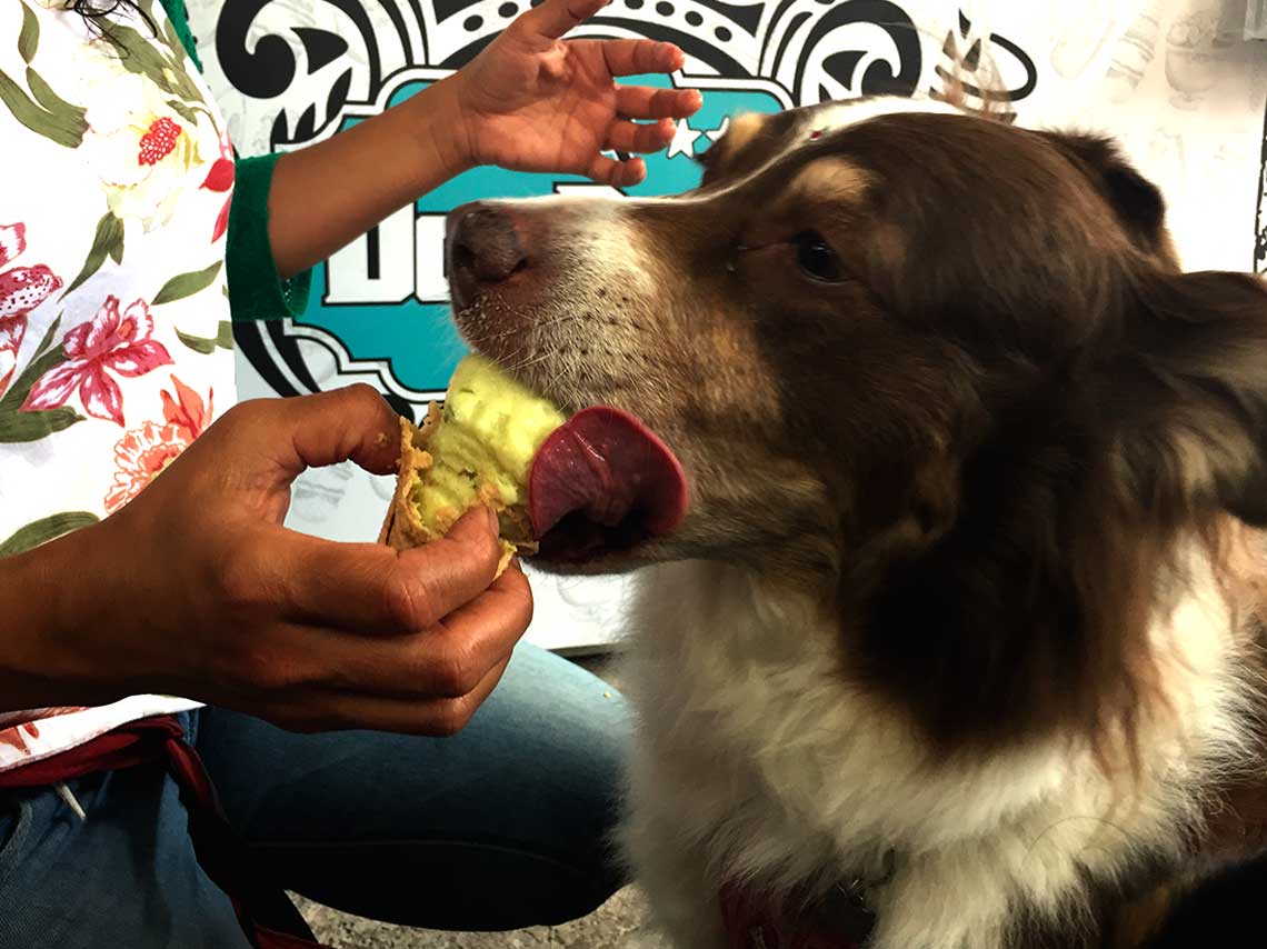 helados para perros en CDMX