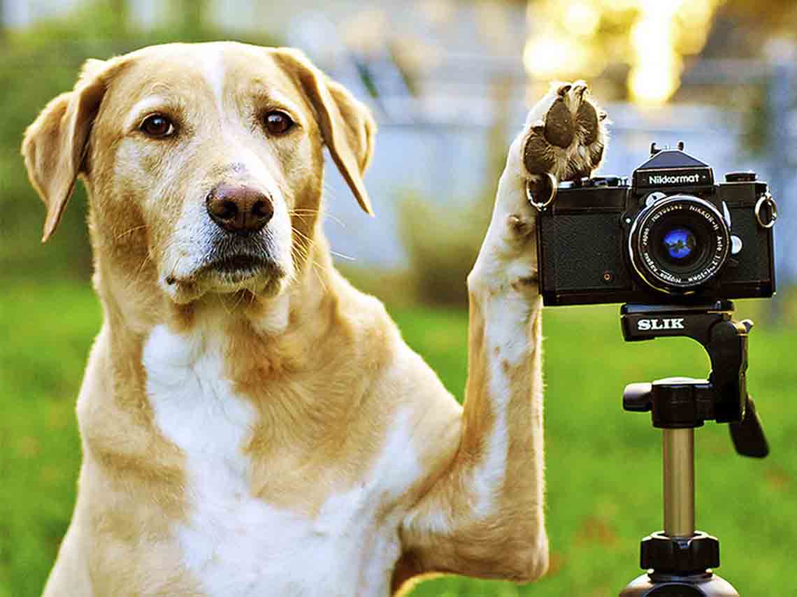 Fiesta para perros en CDMX