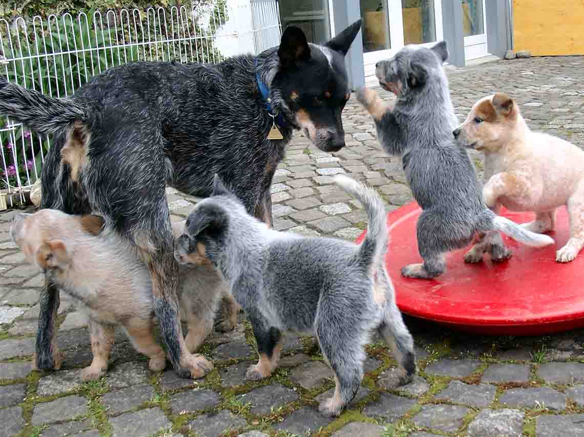 Fiesta para perros en CDMX