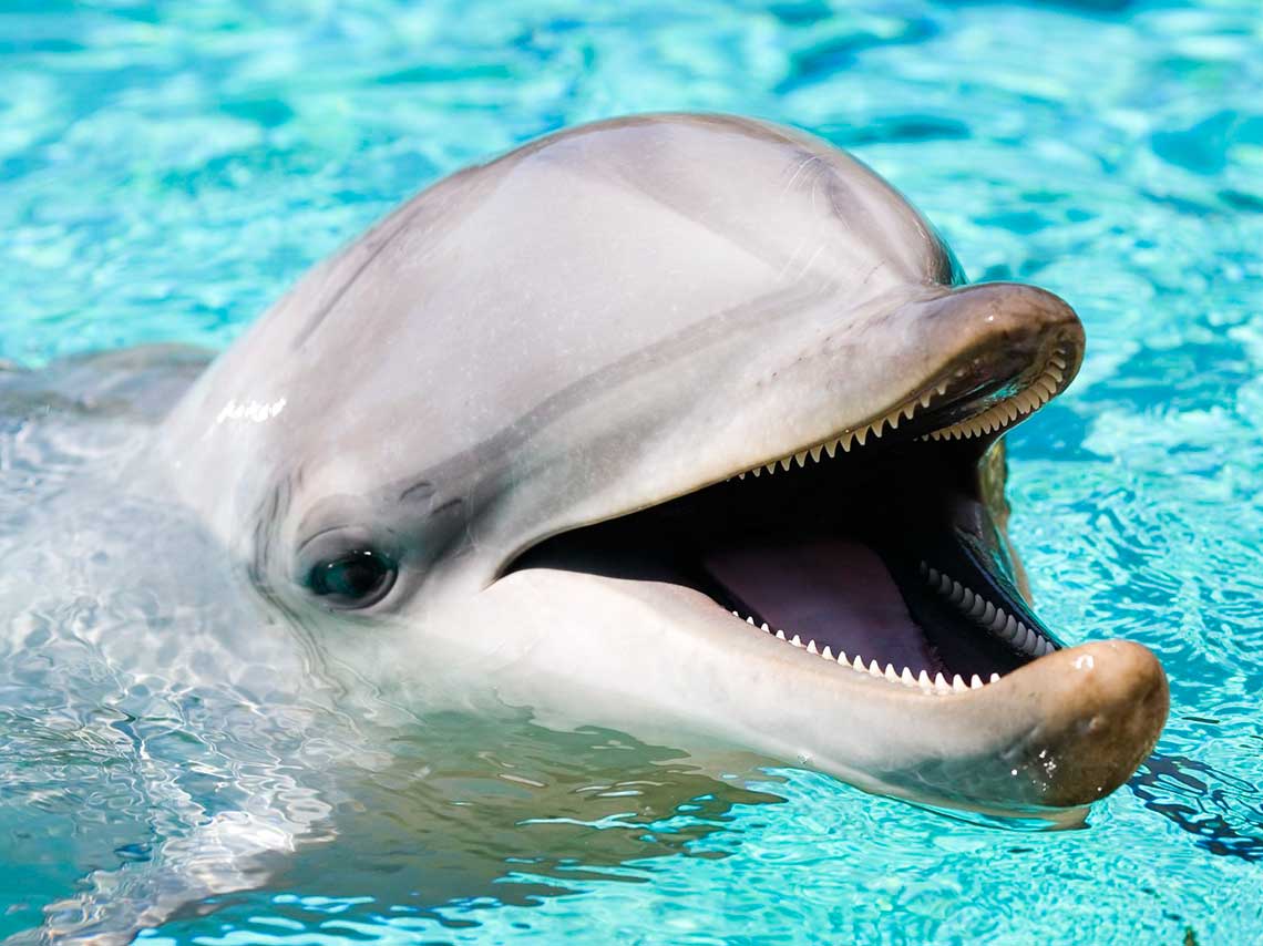 Lugares para nadar con delfines