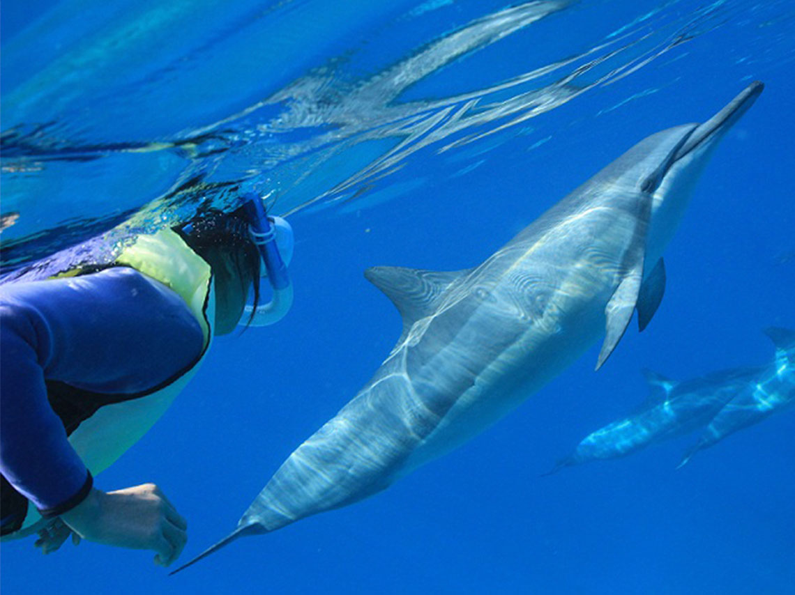 Lugares para nadar con delfines a 4 metros bajo el agua ¡Bucea con ellos! 6