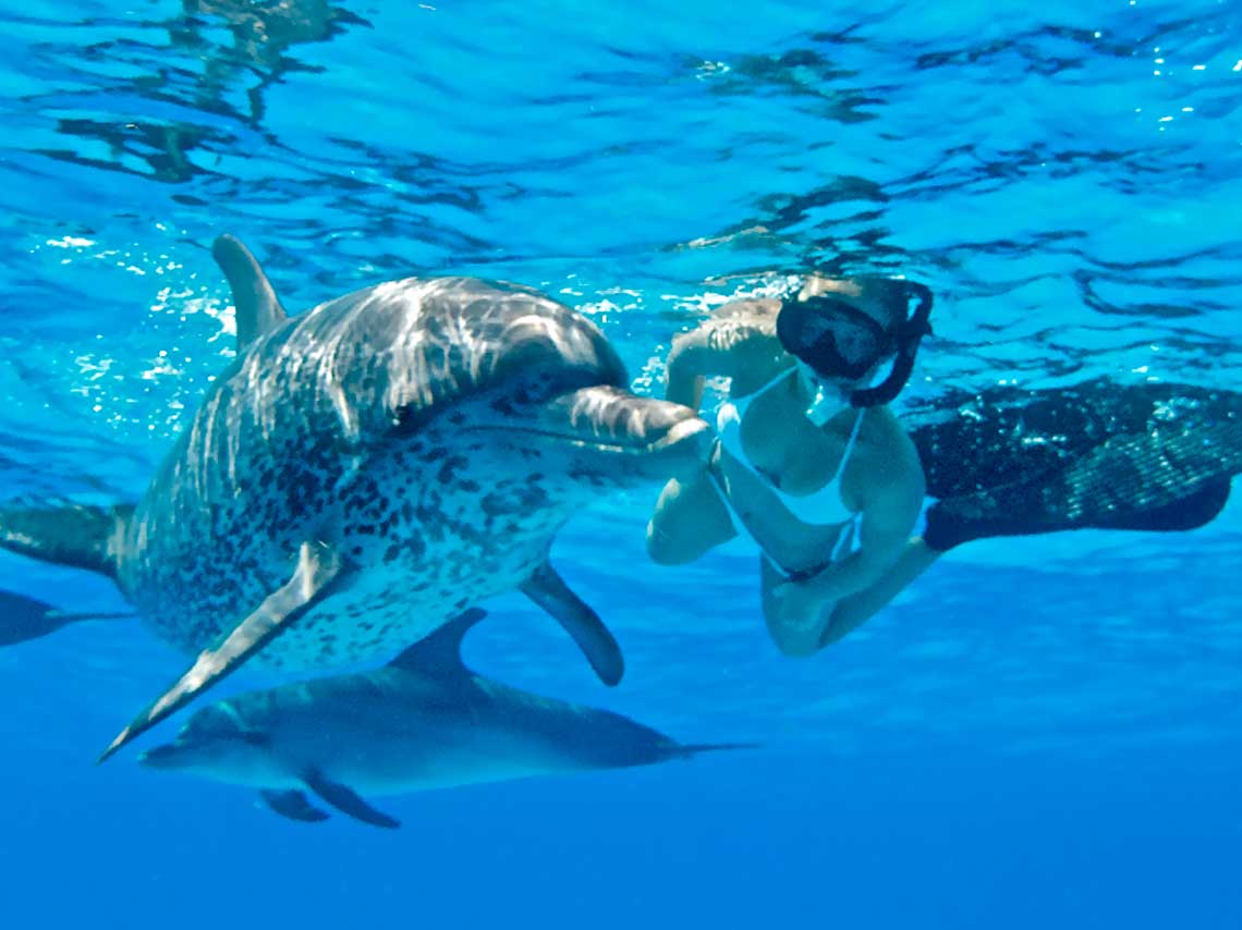 Lugares para nadar con delfines a 4 metros bajo el agua ¡Bucea con ellos! 9