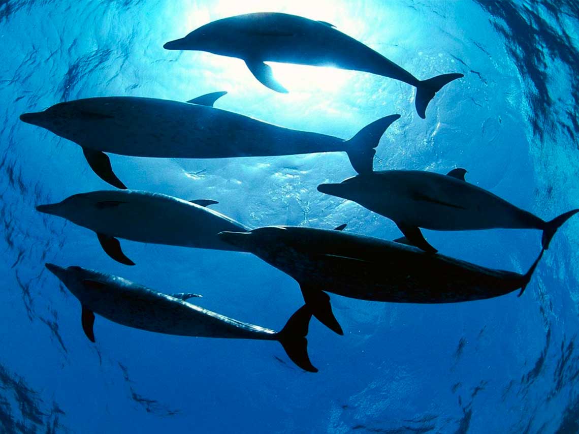 Lugares para nadar con delfines a 4 metros bajo el agua ¡Bucea con ellos!