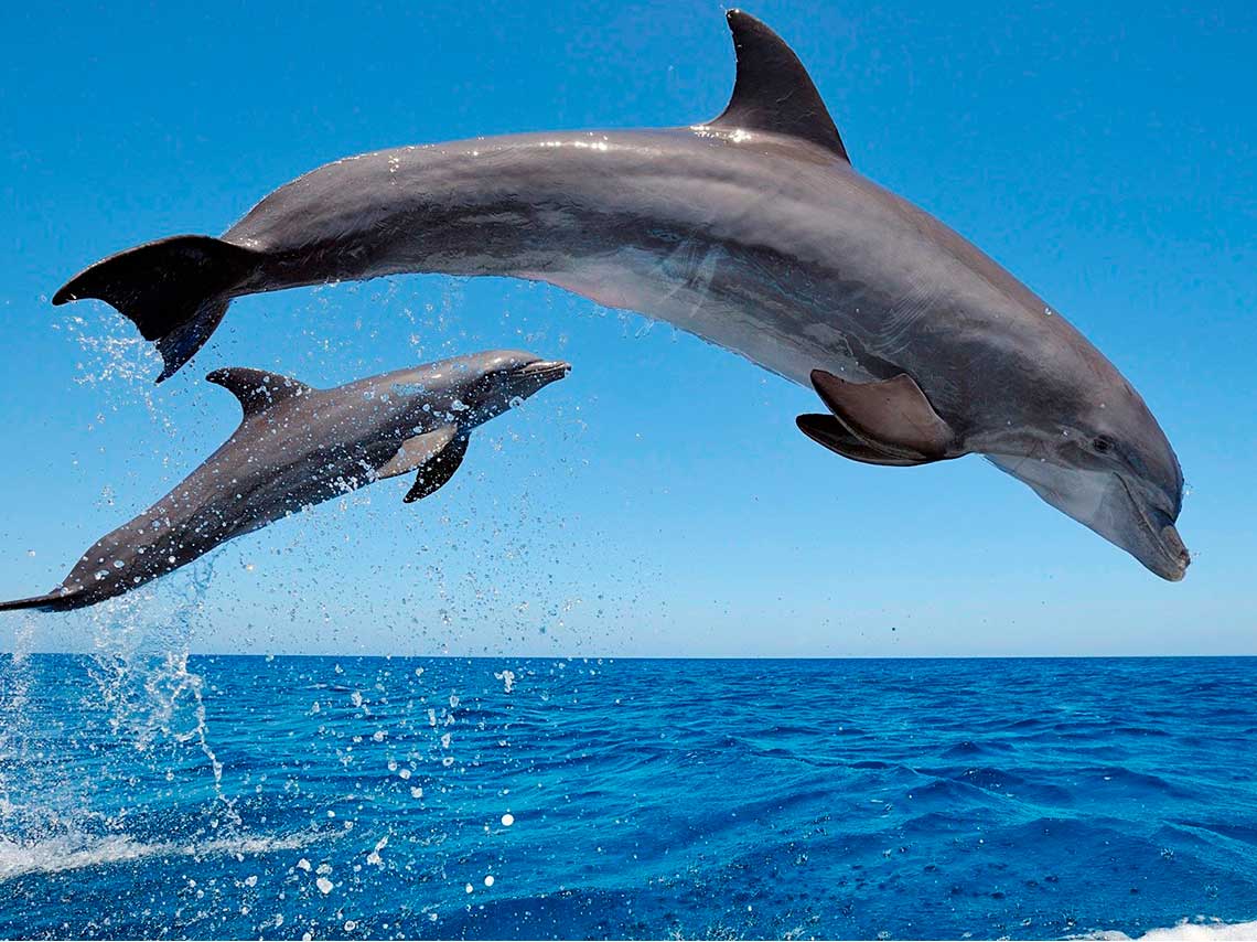 lugares-nadar-delfines-a-4-metros-bajo-agua07