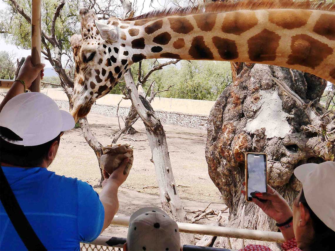 ¡Adéntrate en el fantástico Reino Animal!