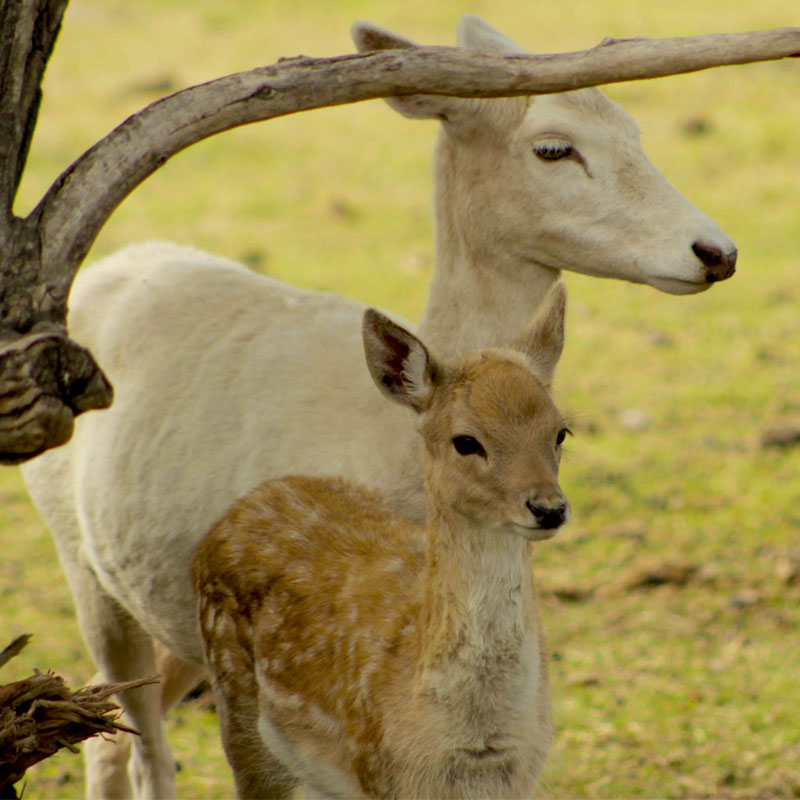 Reino Animal, venados