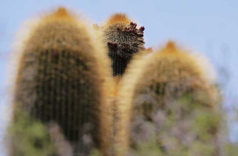 Te-damos-7-razones-para-visitar-Cadereyta