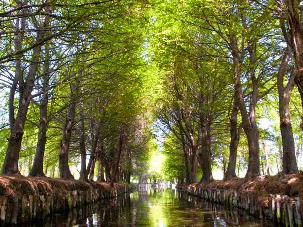 Chinampas Running 2017 en CDMX ¡literal! 8 km de carrera entre las chinampas