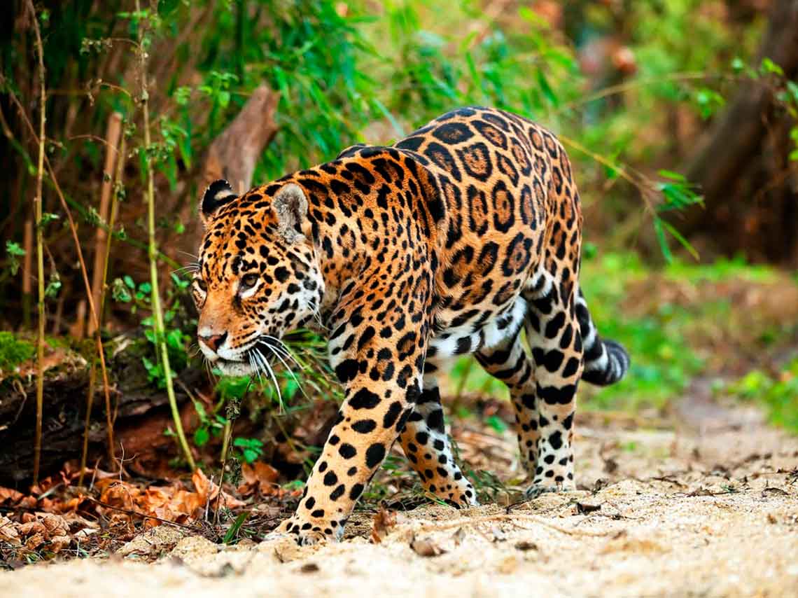 Animales exóticos y en peligro de extinción en México 0