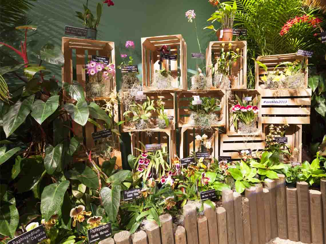Exposición de orquídeas en San Ángel: Hospital de flores, recorridos guiados y flores gratis