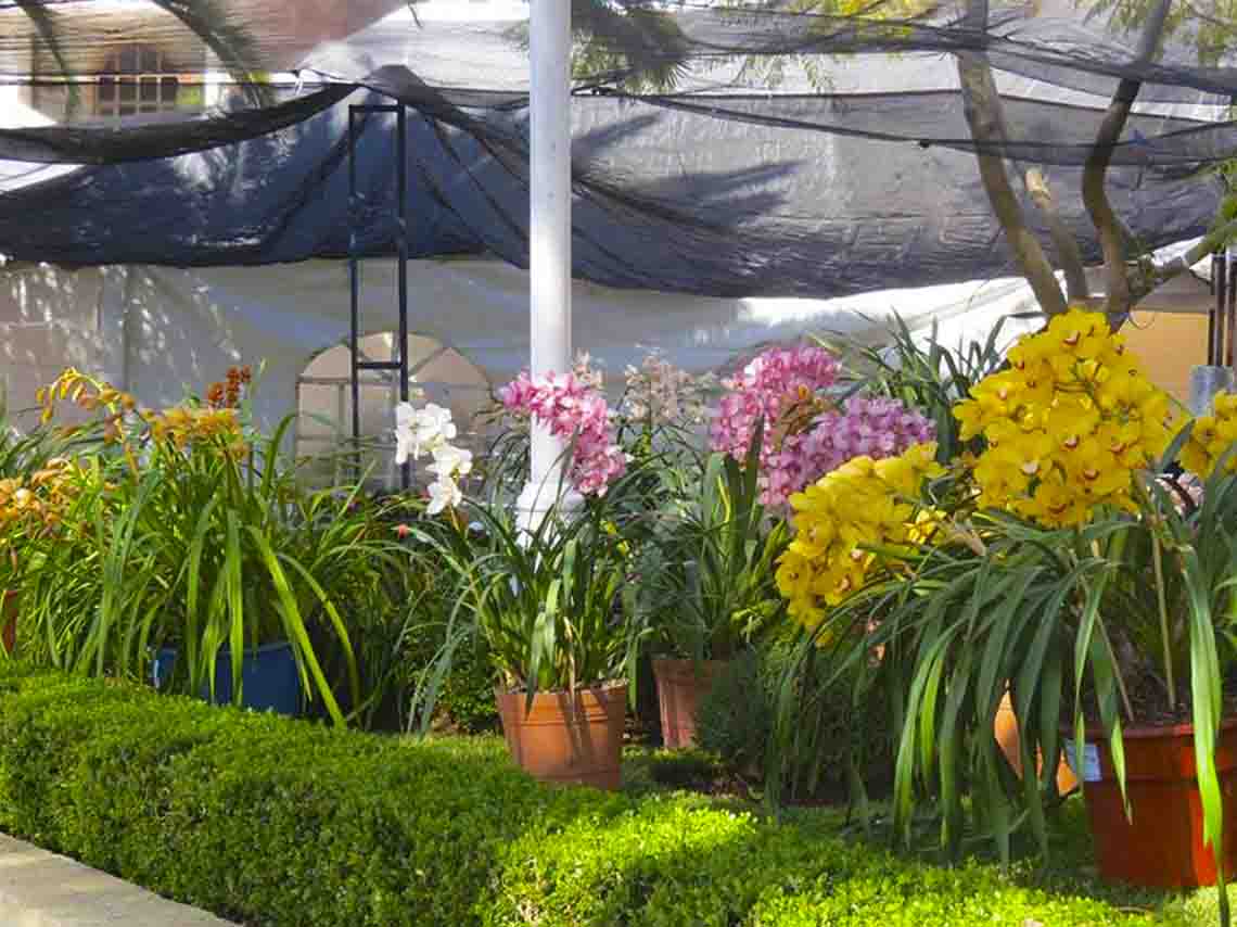 exposicion-de-orquideas-en-san-angel-hospital-de-flores-recorridos-guiados-y-flores-gratis-02