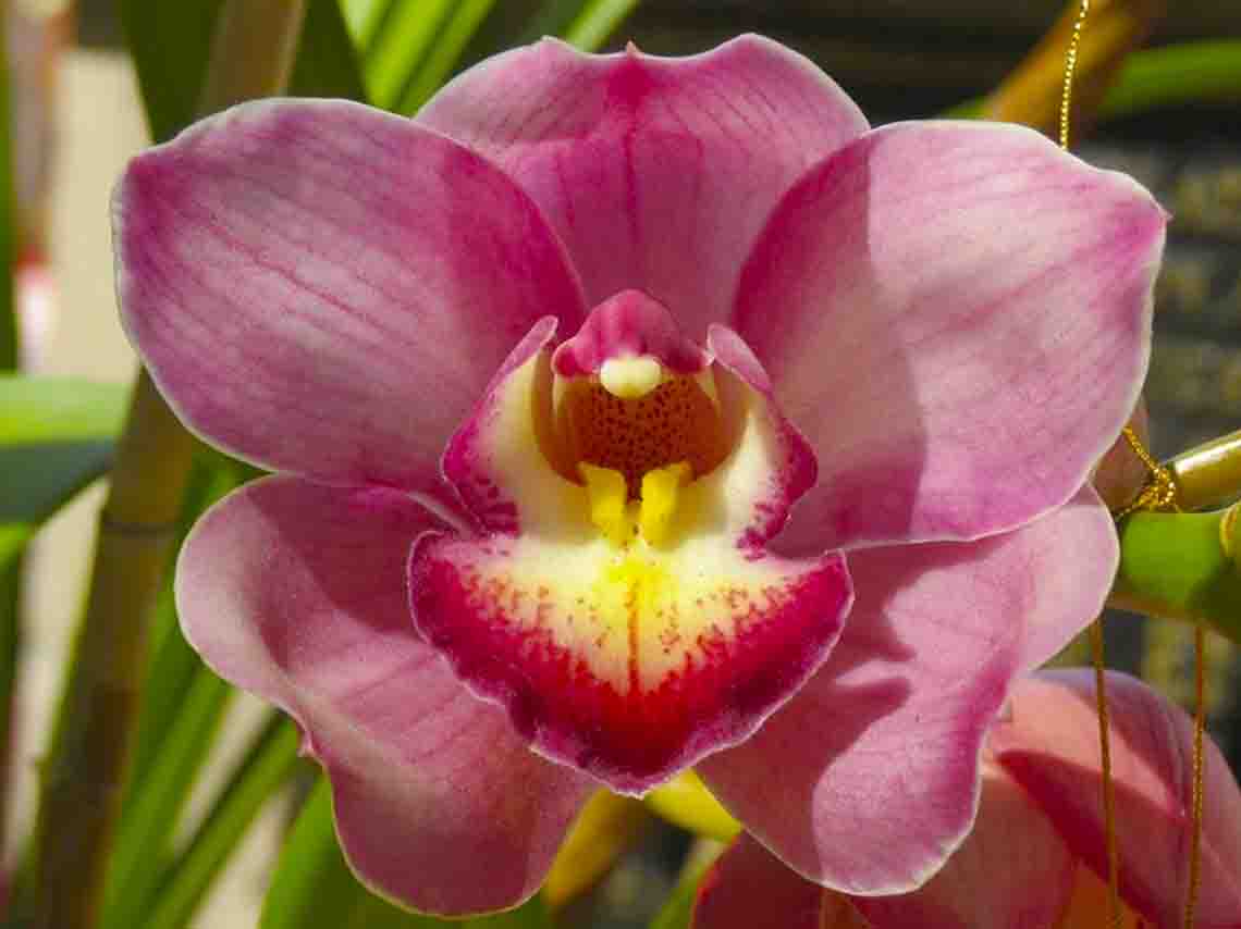 exposicion-de-orquideas-en-san-angel-hospital-de-flores-recorridos-guiados-y-flores-gratis-03