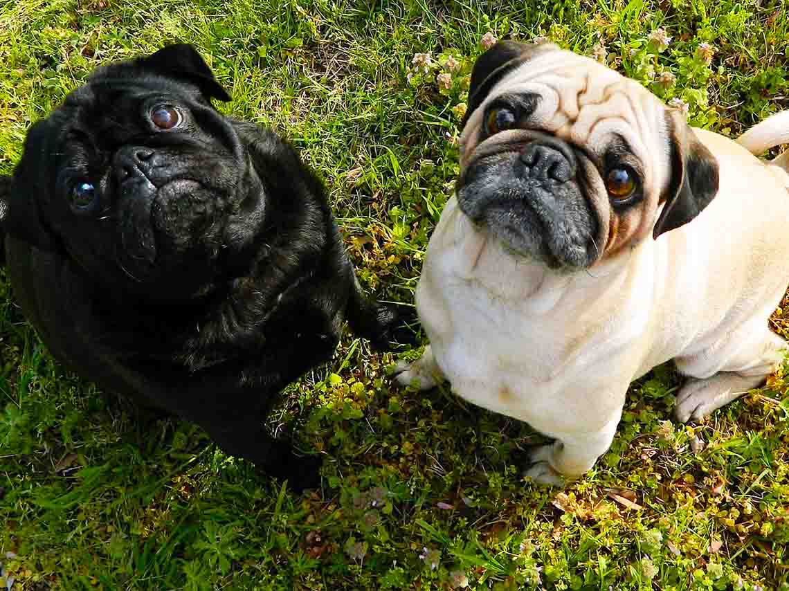 Reunión nocturna de pugs en el Monumento a la Revolución