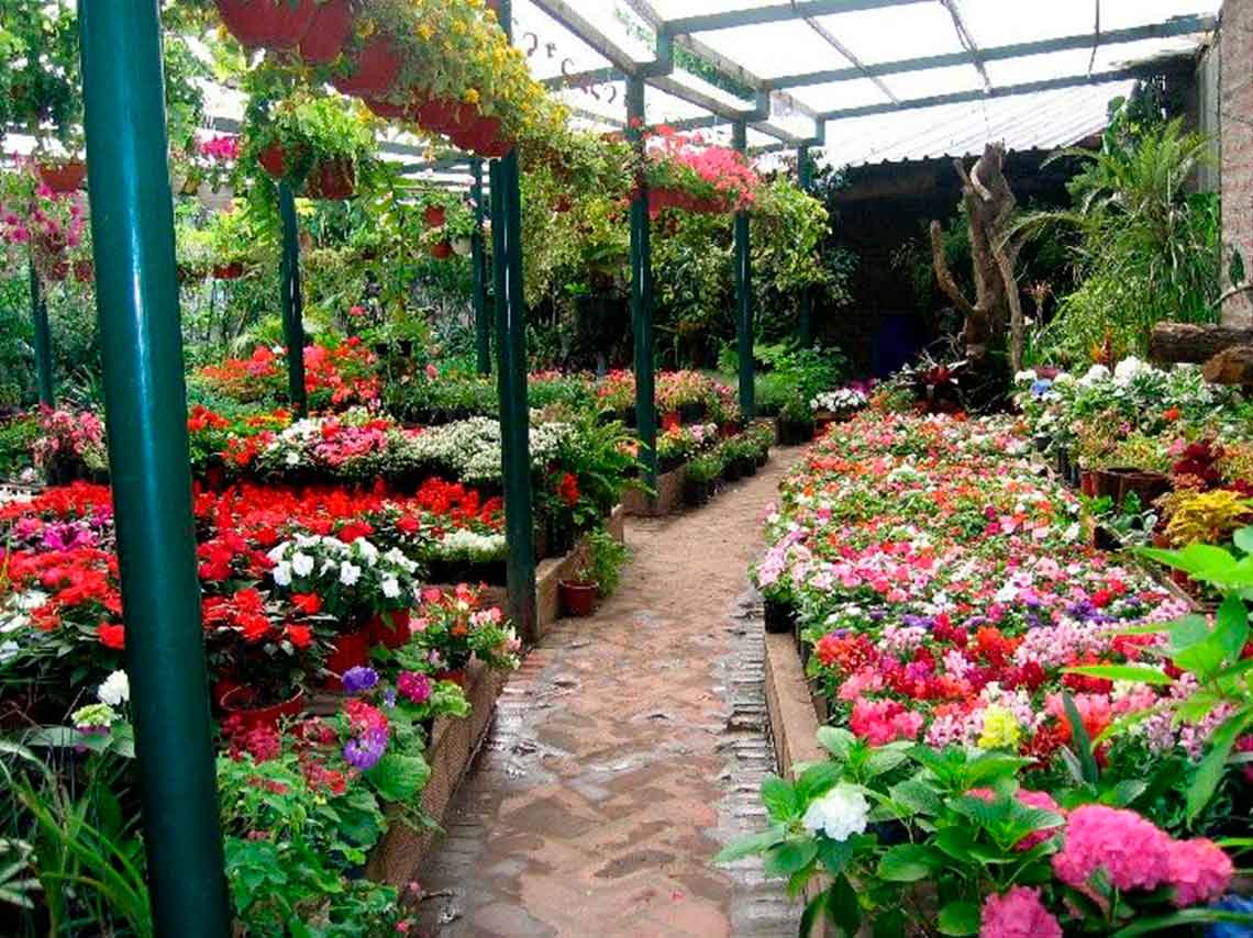 Lugares en Coyoacán para visitar: bares, restaurantes y actividades 5
