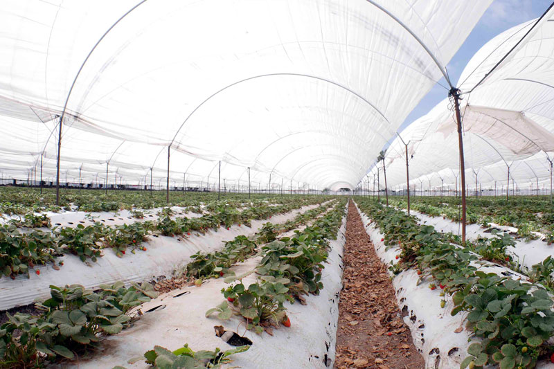 Bajo-el-embrujo-y-cultivo-de-las-fresas,-sólo-en-Irapuato-03