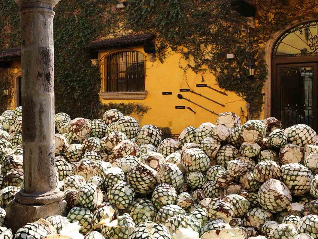 Quién te lleva a conocer la Ruta del Tequila desde la CDMX