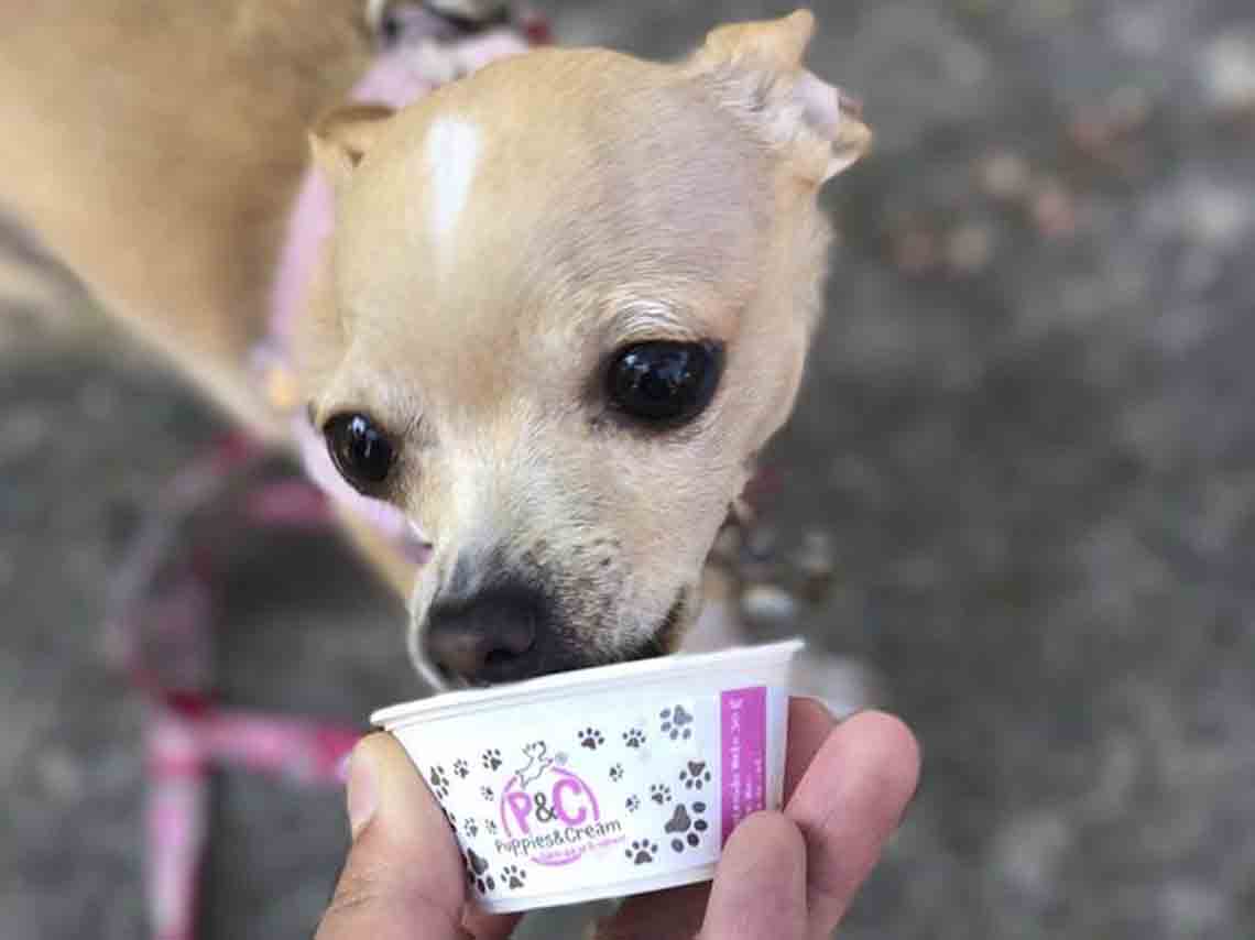 Helados para perros en México Puppies & Cream