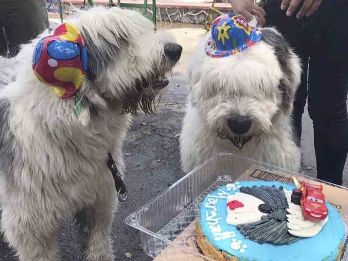 Celebralos con estas pastelerías para perros en CDMX 01