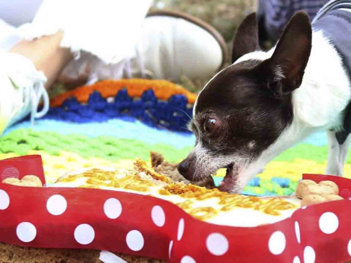 Celebralos con estas pastelerias para perros en CDMX 04