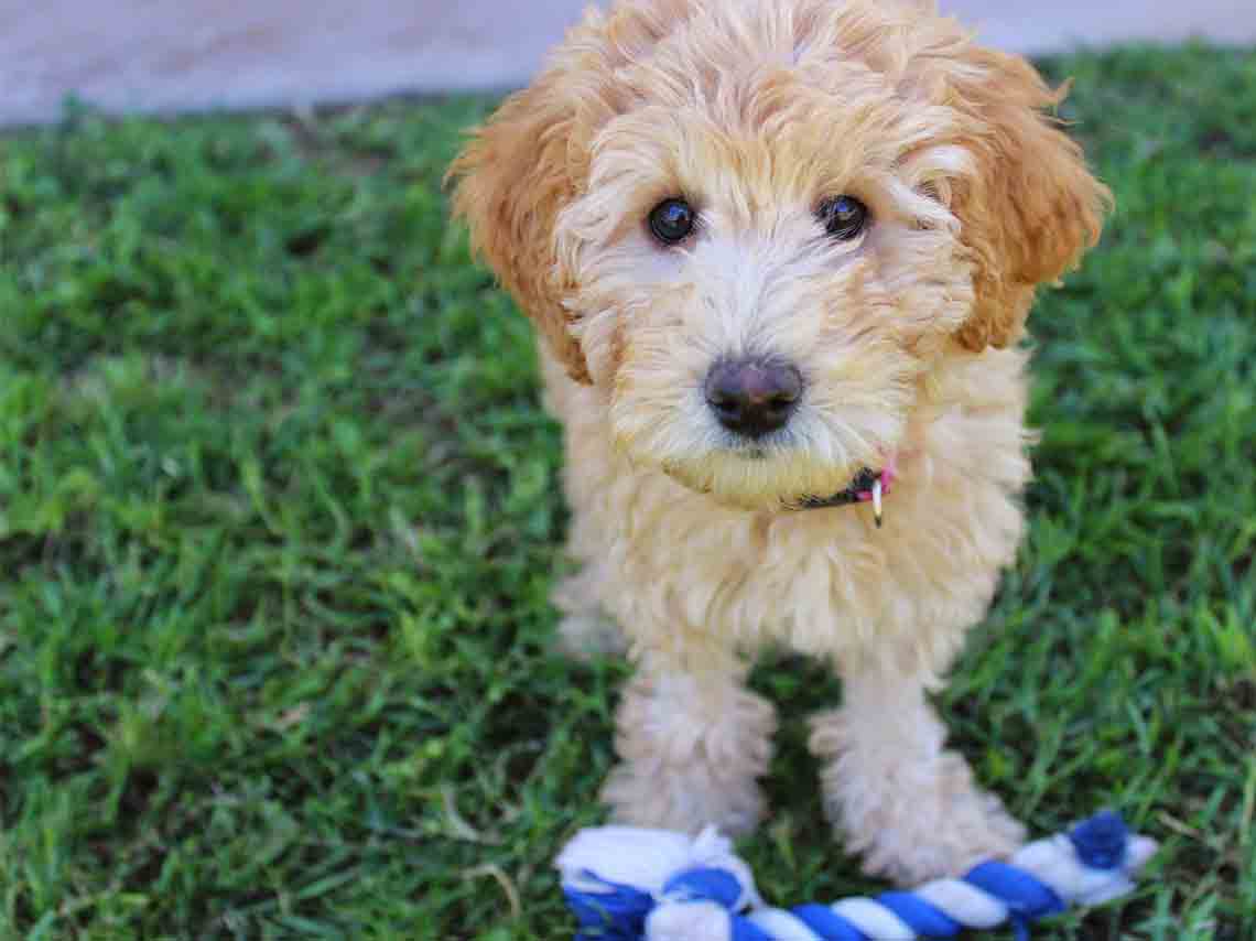 Celebralos con estas pastelerias para perros en CDMX 05