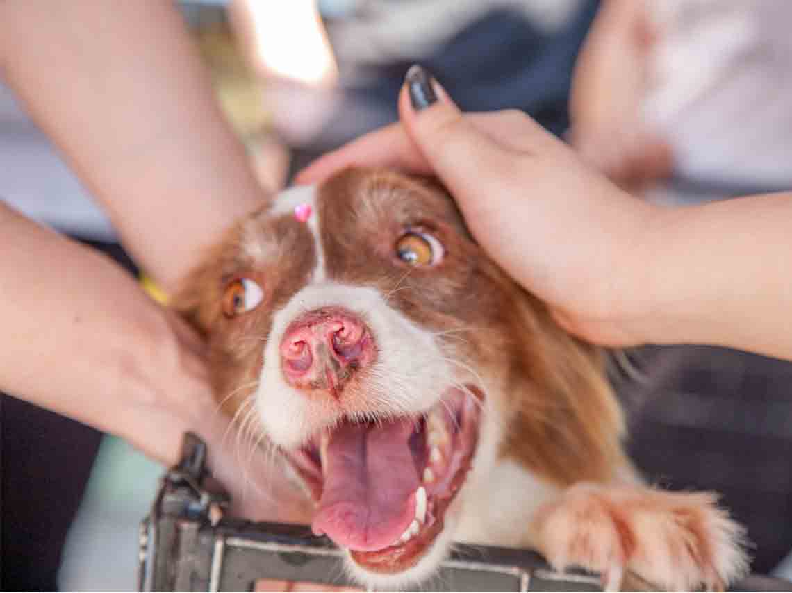 Adopta Fest 2017 en la Delegacion Benito Juarez