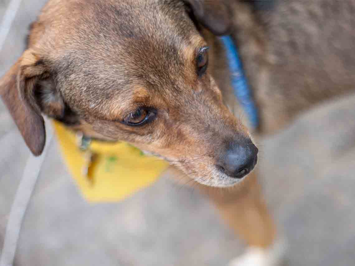 Adopta Fest 2017 en la Delegación Benito Juárez