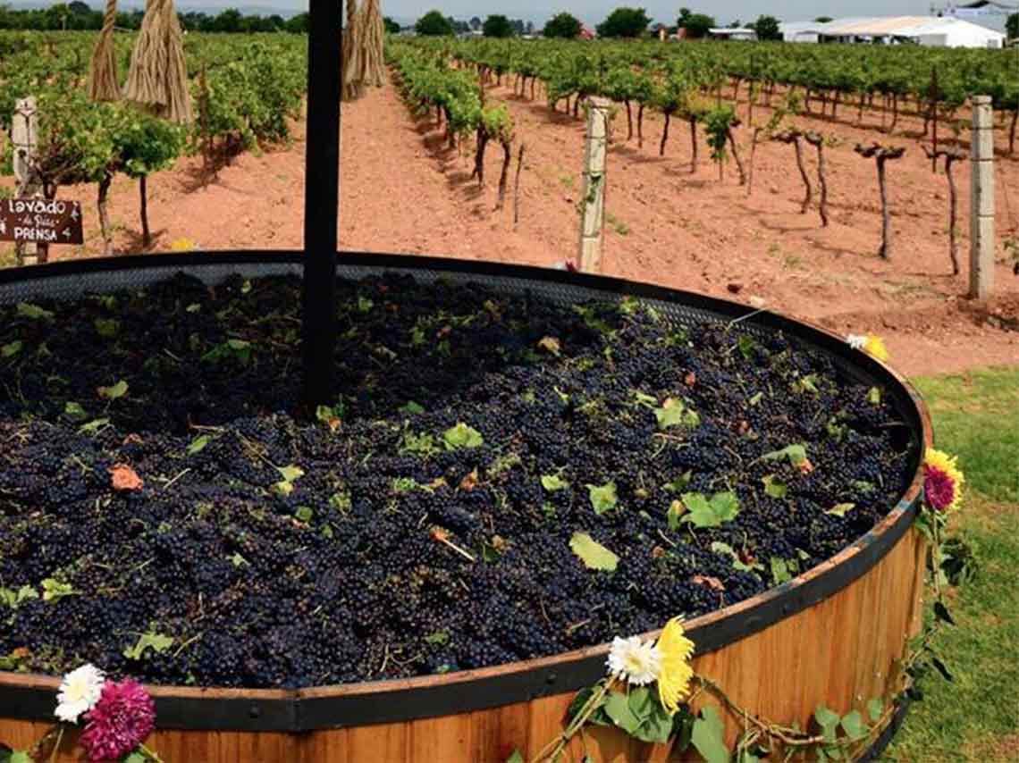 fiestas-de-la-vendimia-2017-ruta-del-vino-y-queso-08