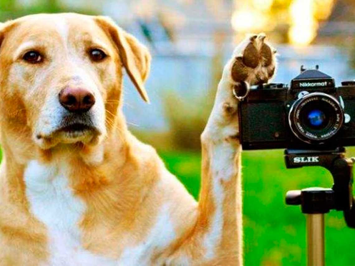 Clases de foto con tu perro con Nikon School: Petwalks 0
