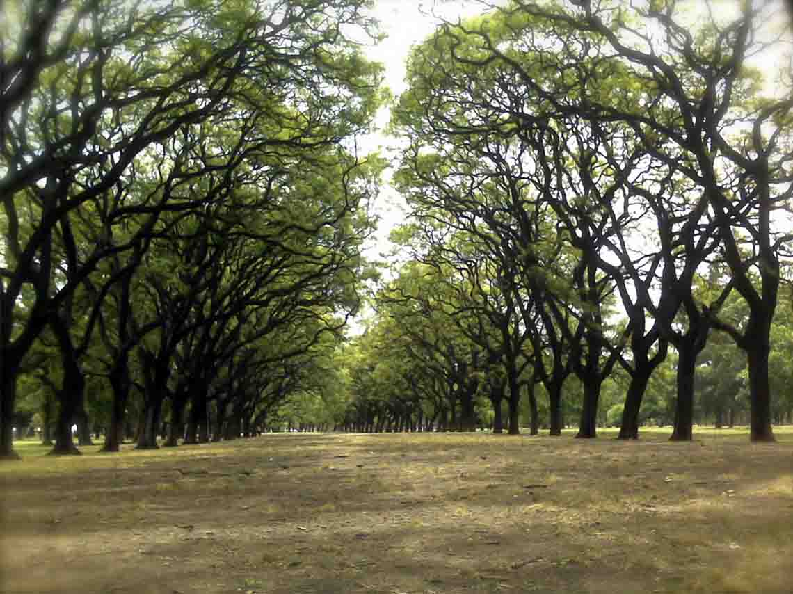 Parques y bosques en CDMX poco conocidos para explorarlos | Dónde Ir