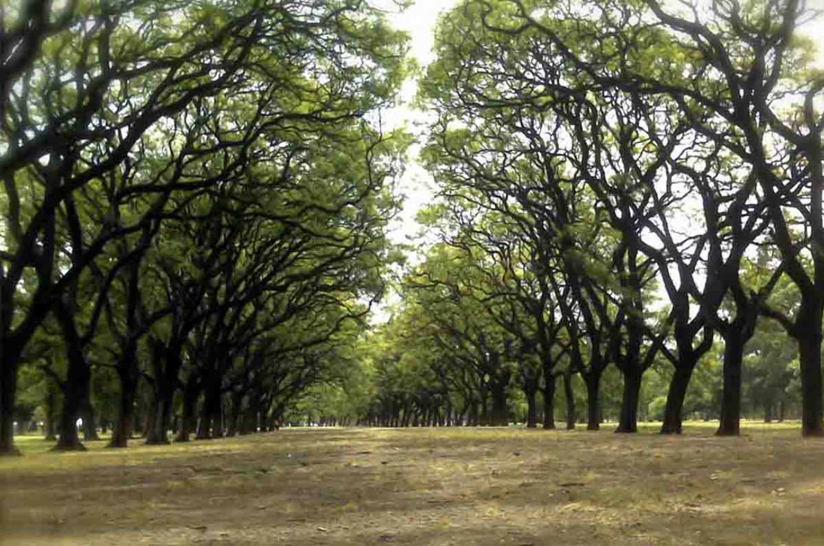 Parques y bosques en CDMX poco conocidos para explorarlos