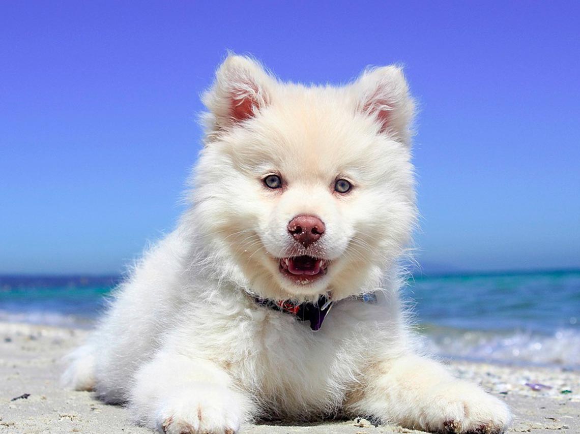 Playas para perros en México. ¡Puedes llevar al gato! 3