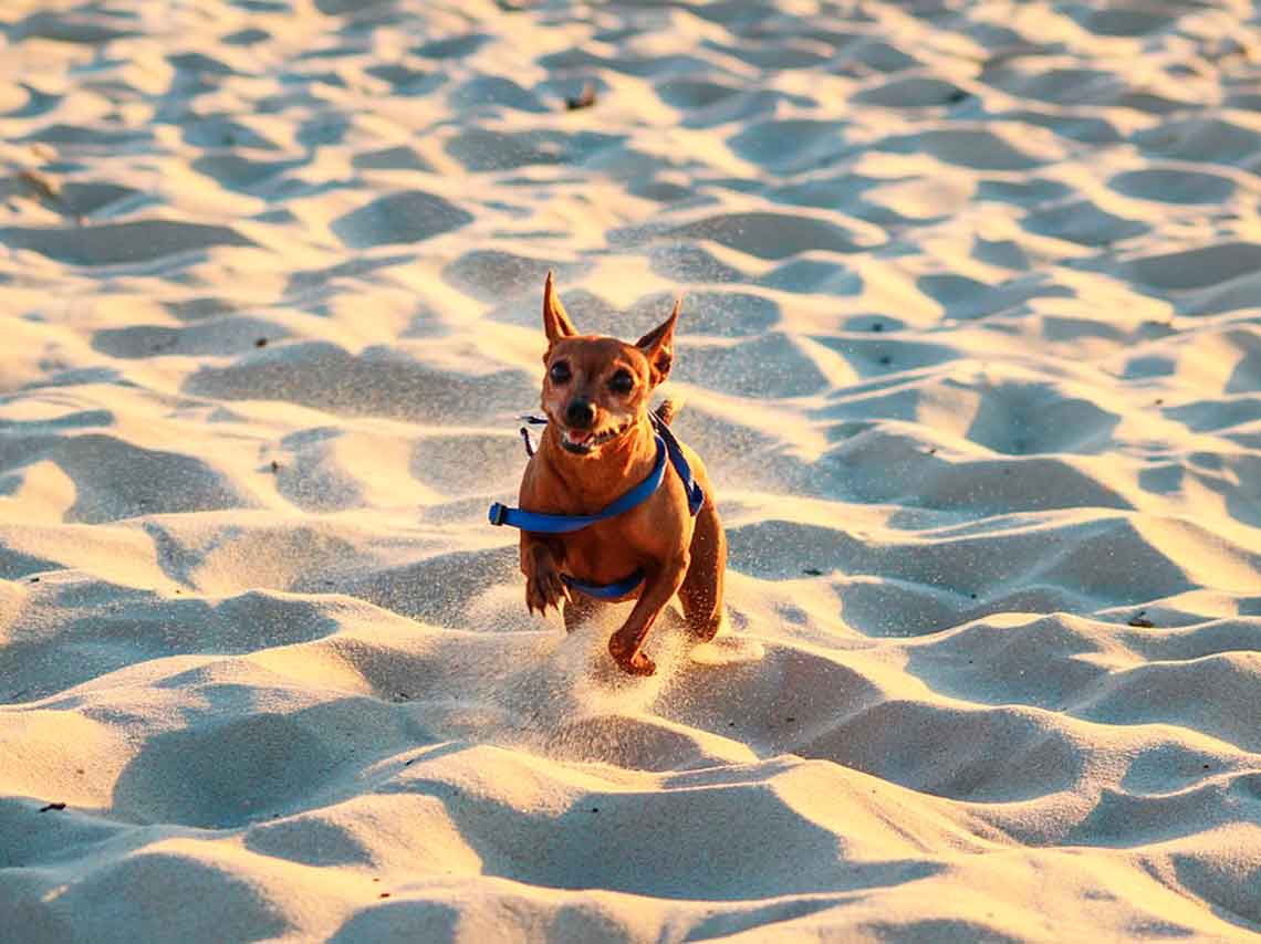 Playas para perros en México. ¡Puedes llevar al gato! 1