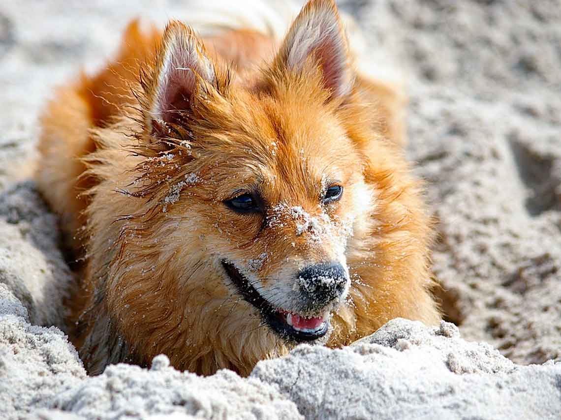 Playas para perros en México. ¡Puedes llevar al gato!