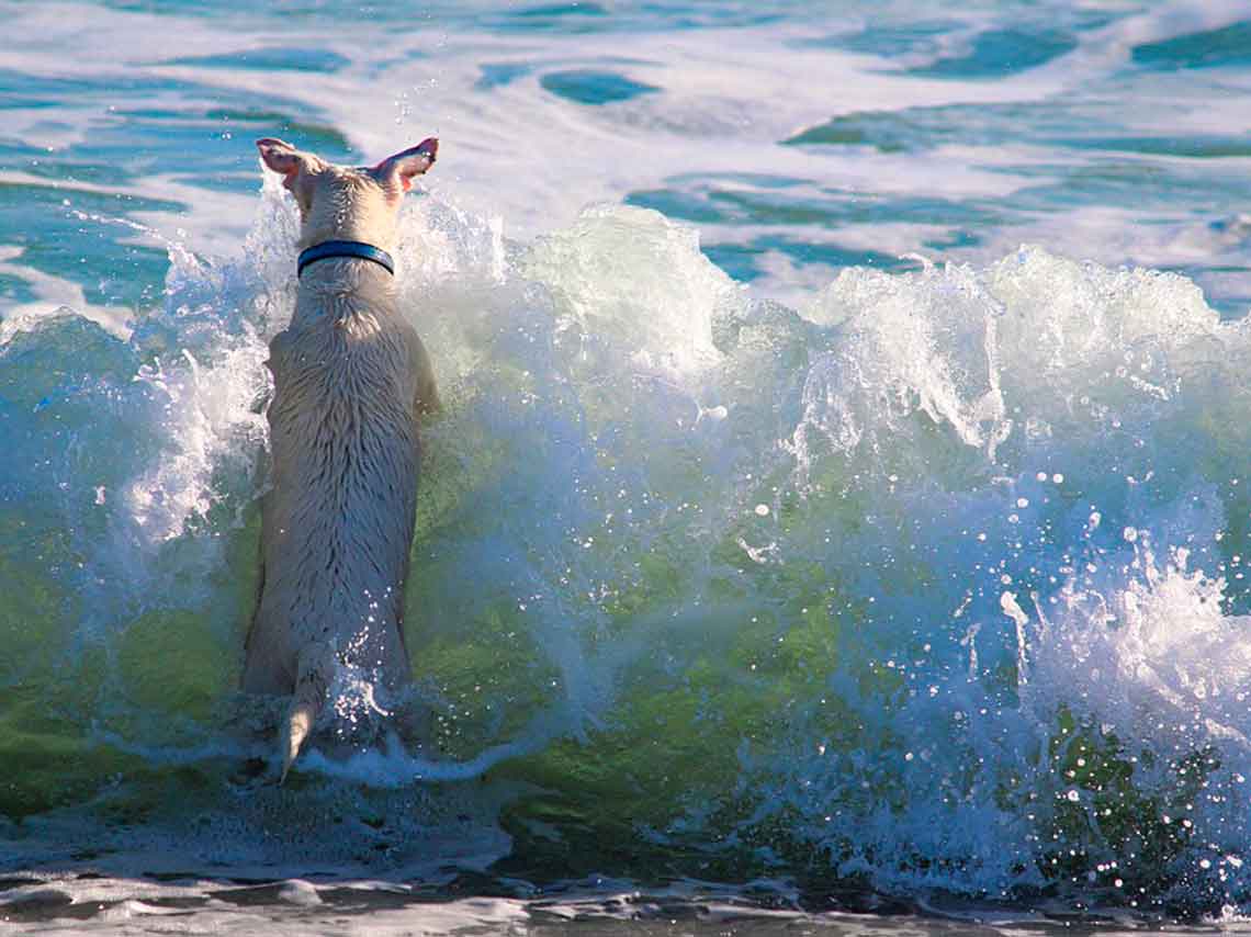 Playas para perros en México. ¡Puedes llevar al gato! 0