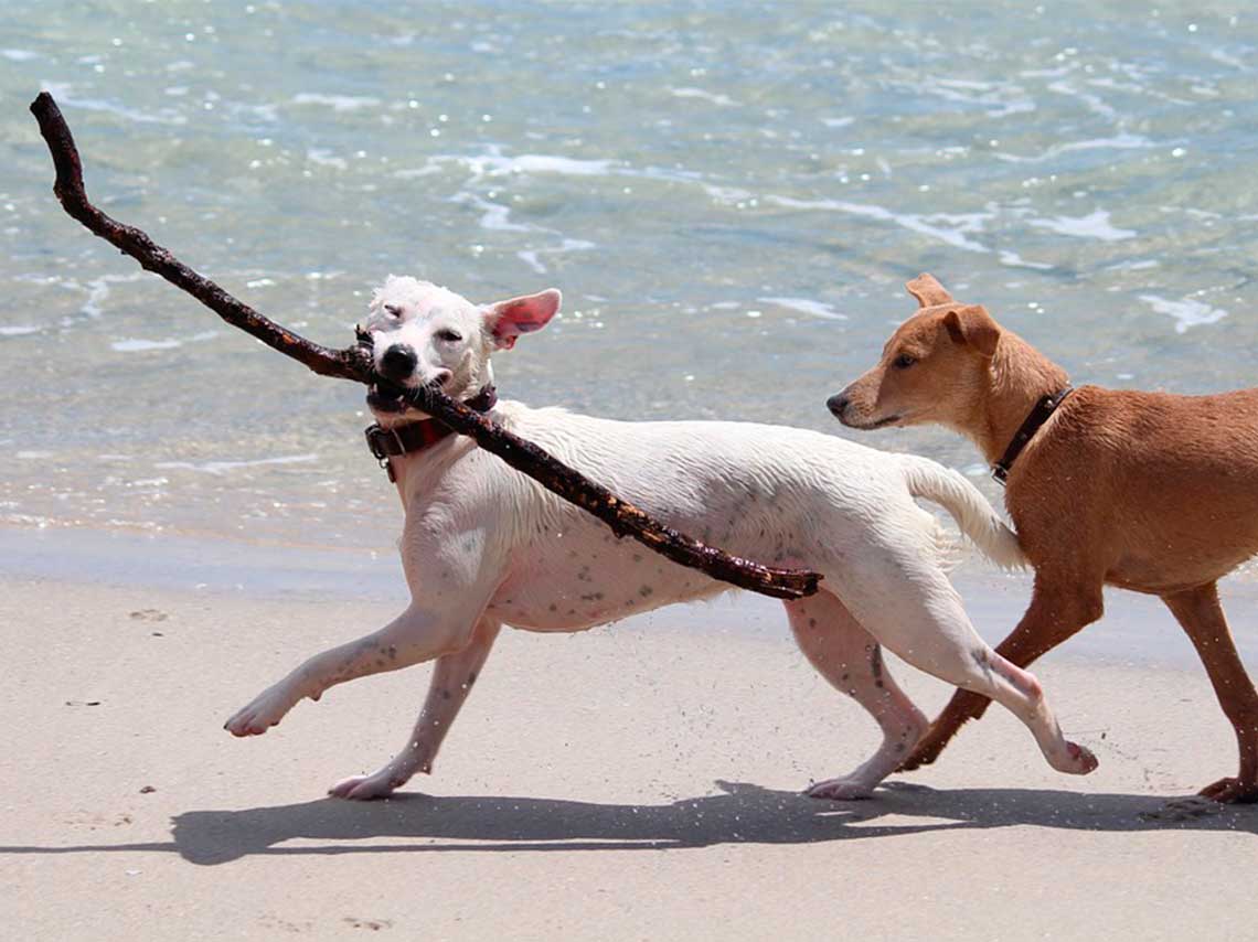 Playas para perros en México. ¡Puedes llevar al gato! 2