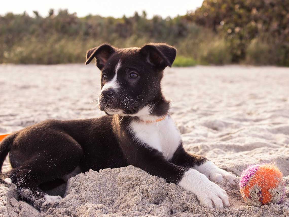 Playas para perros en México. ¡Puedes llevar al gato! 5