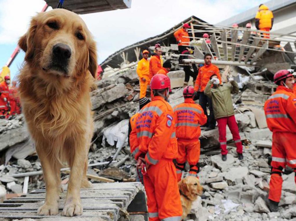 Perros brigadistas que rescatan México,