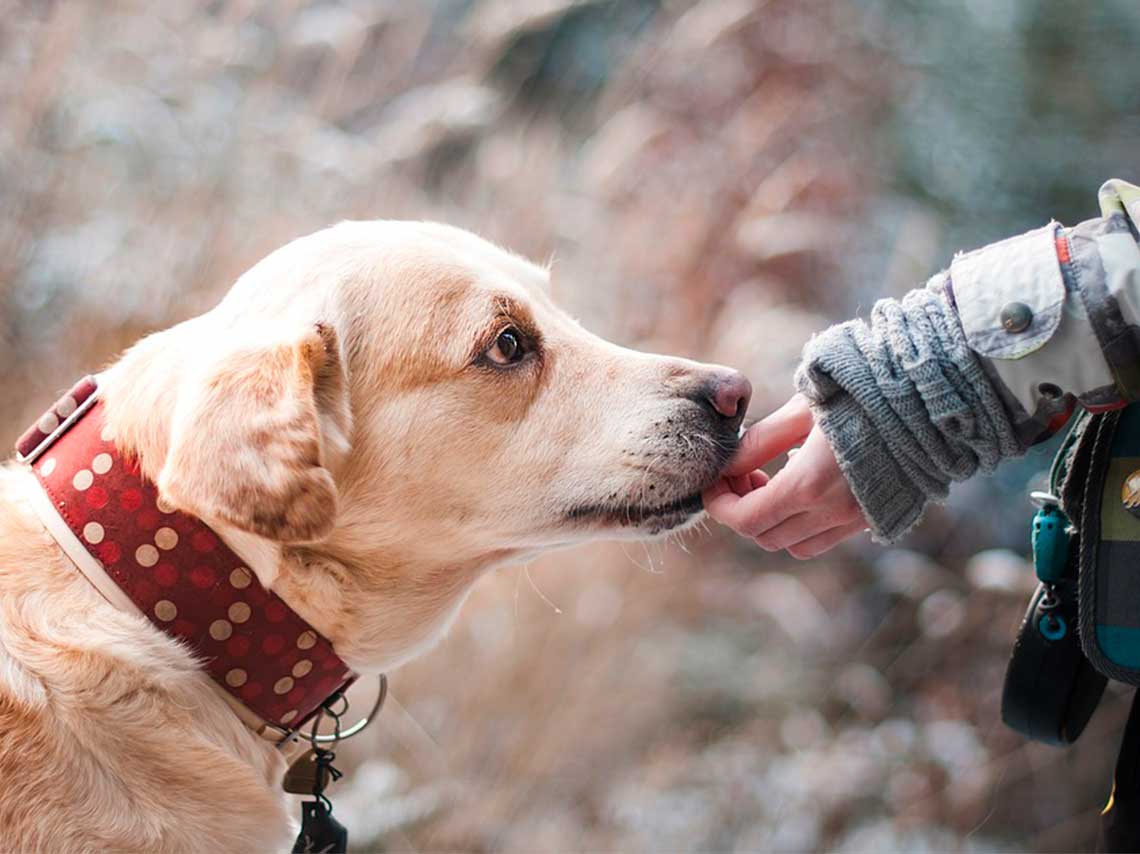 Albergues para perros rescatados en CDMX tras el sismo