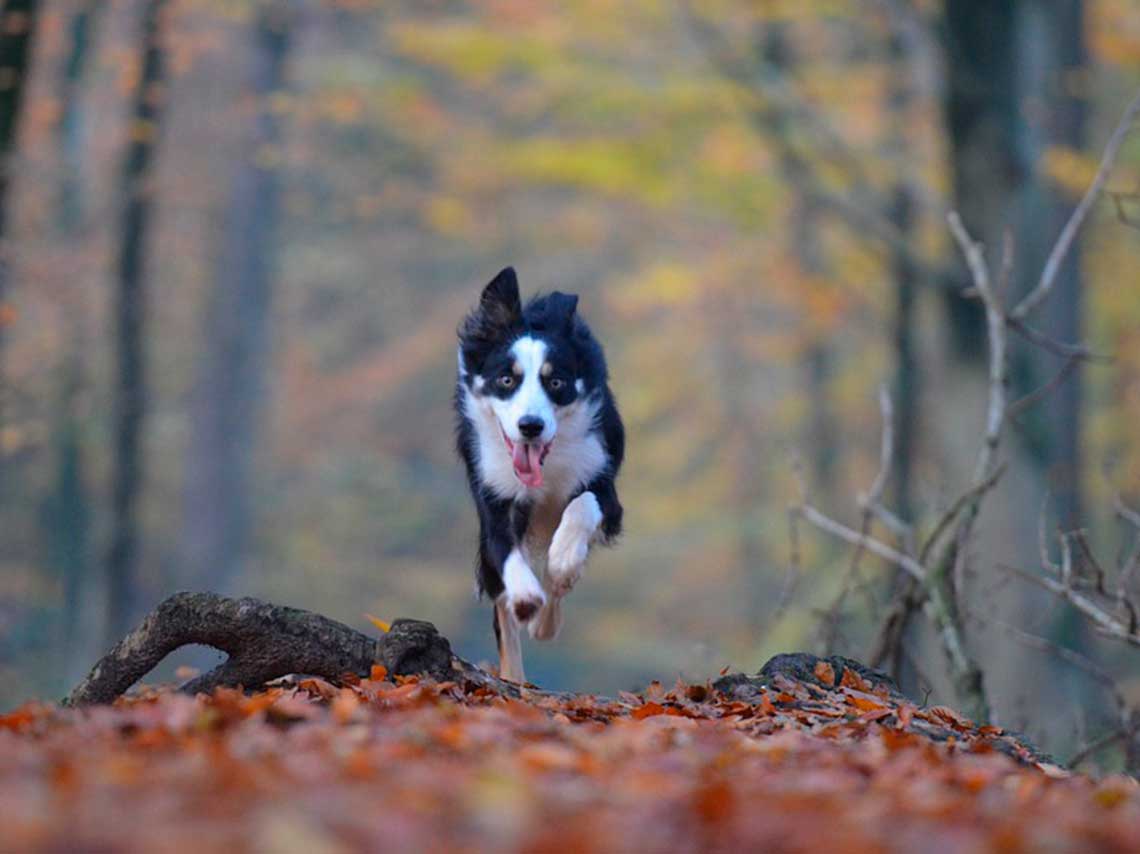 Carrera con perros en la Marquesa “Terra Máxima” 1