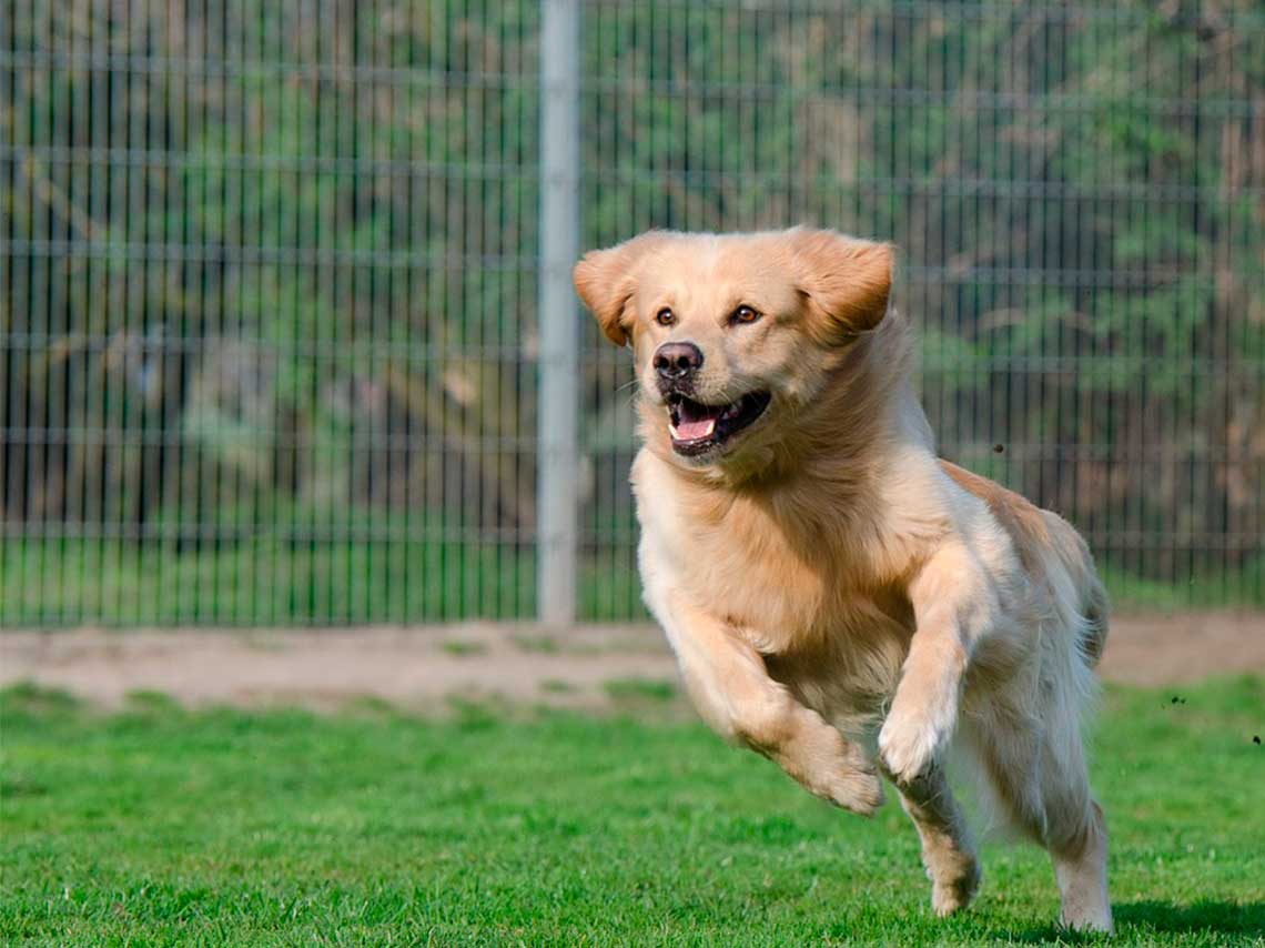 Carrera con perros en la Marquesa “Terra Máxima” 0