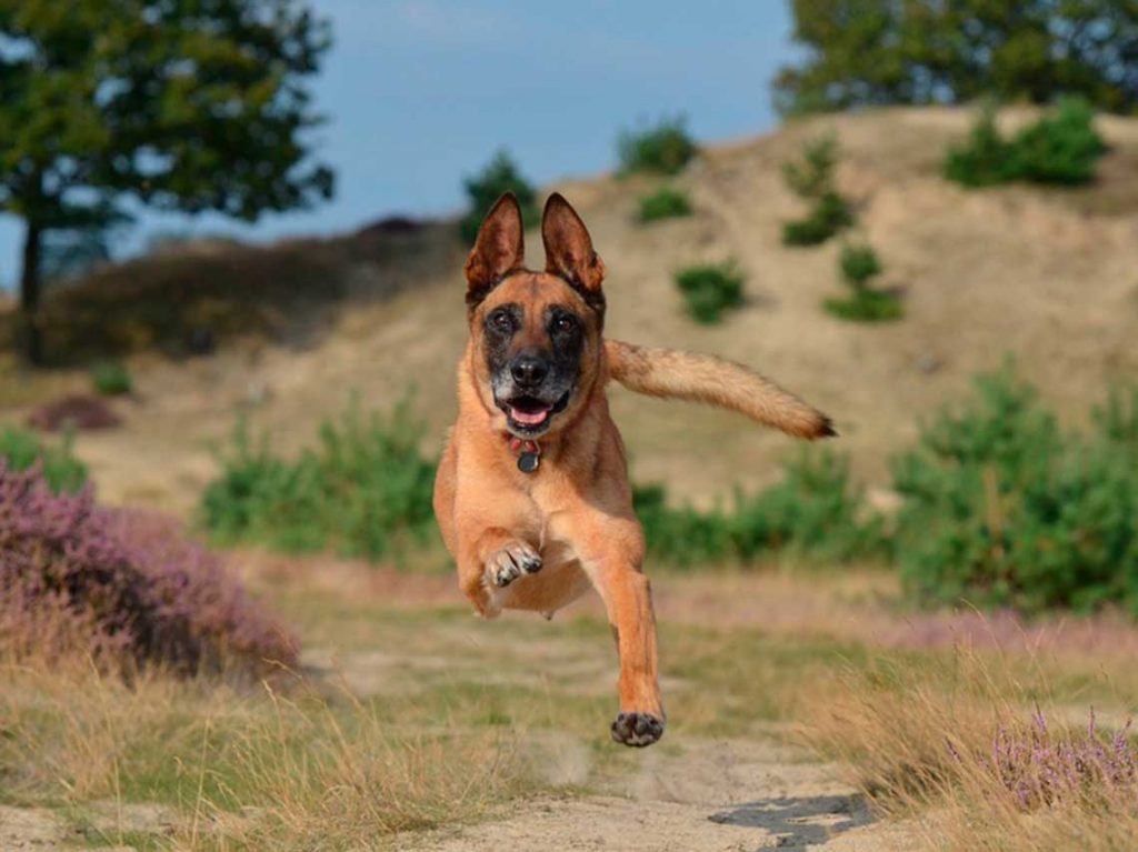 Carrera con perros en la Marquesa,Terra Máxima