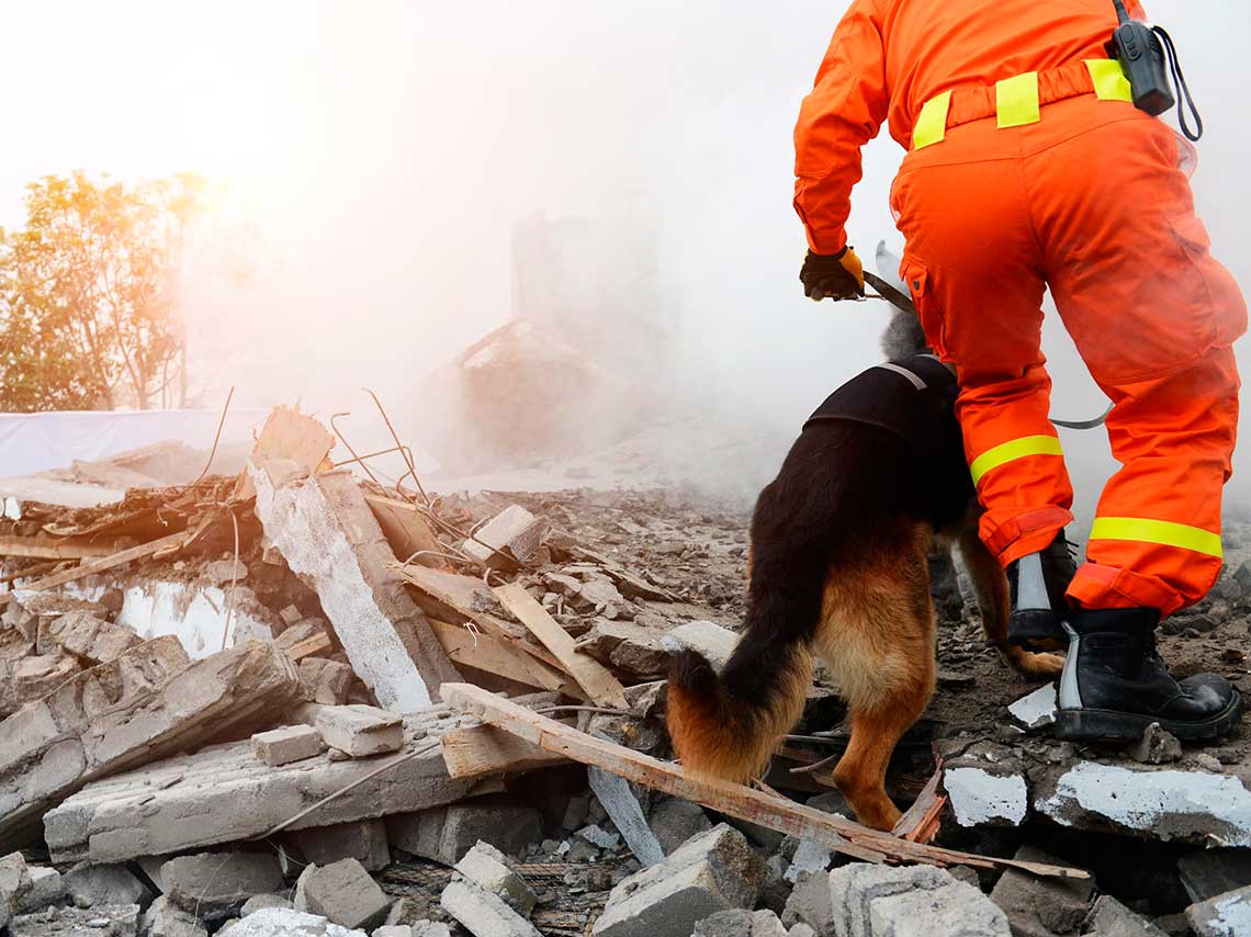 monumento a perros rescatistas en cdmx