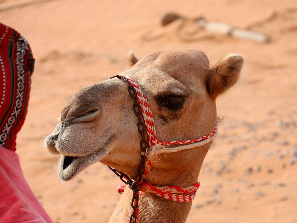 Paseo en camello por playas de México ¡en Los Cabos! 2