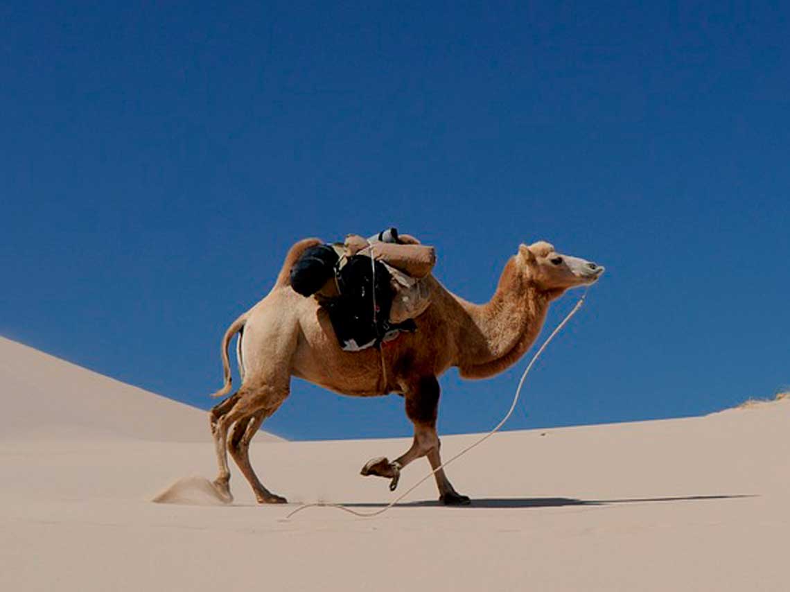 Paseo en camello por playas de México ¡en Los Cabos! 0