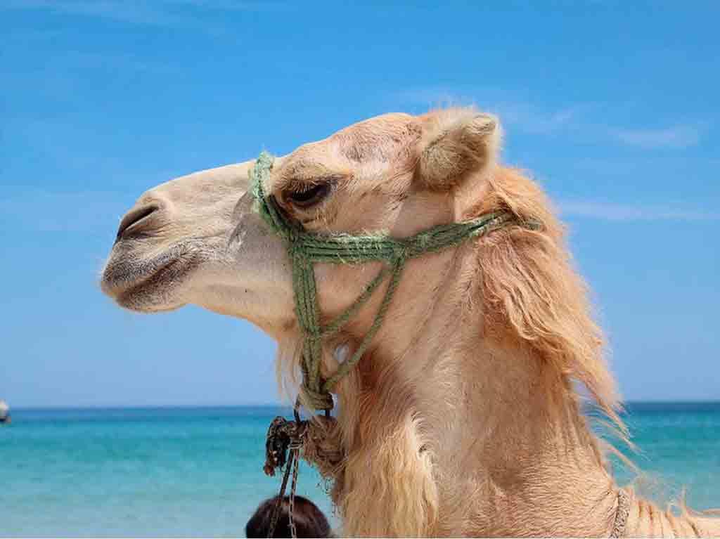 Paseo en camello por las playas de México Los Cabos