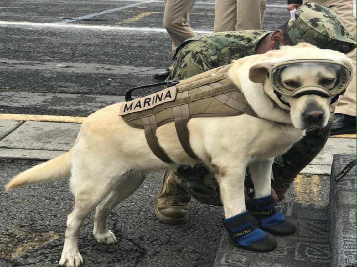 Perros rescatistas, ¡héroes de cuatro patas en CDMX!