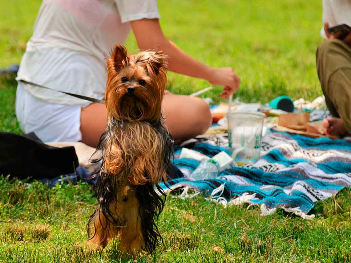 picnic-gratis-en-la-alameda-central-musica-en-vivo-01